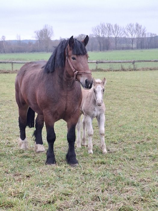 Klacz zimnokrwista źrebna ze źrebakiem gniada pkz