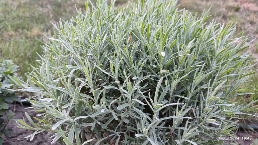 Квіти - піон, лаванда, кампсис, хоста