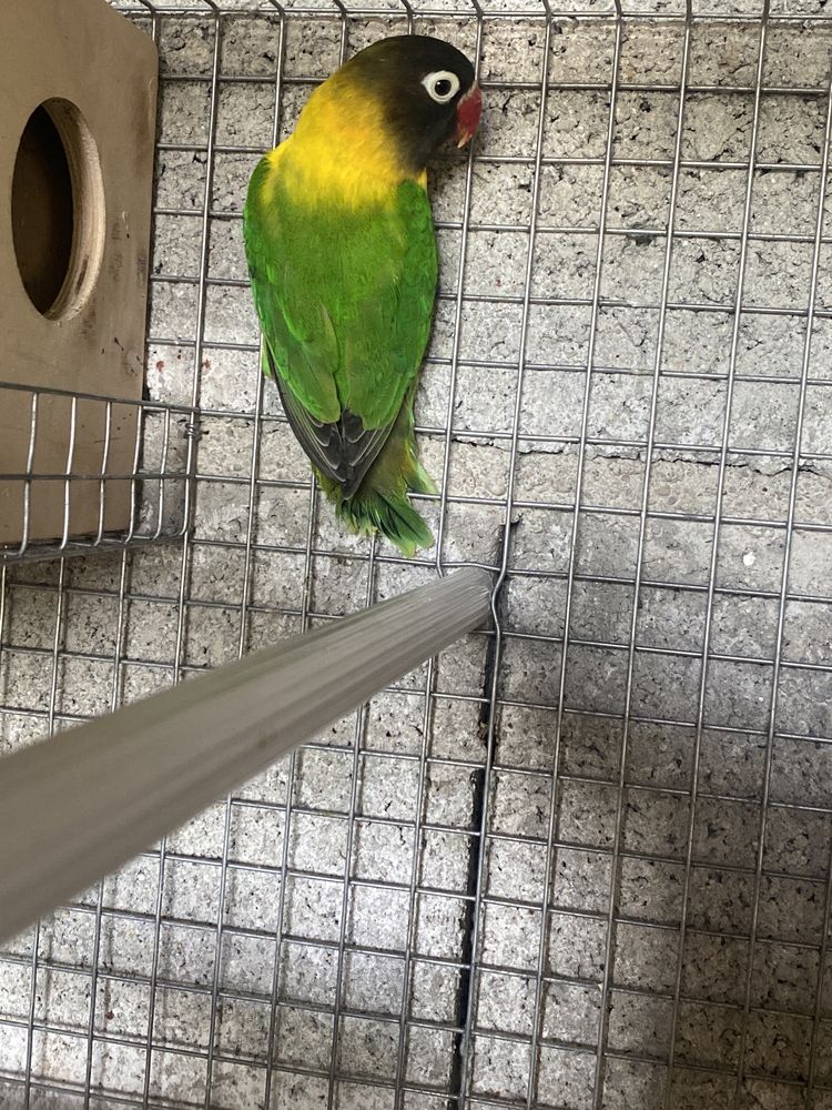 Vendo Agapornis personata azuis e verdes