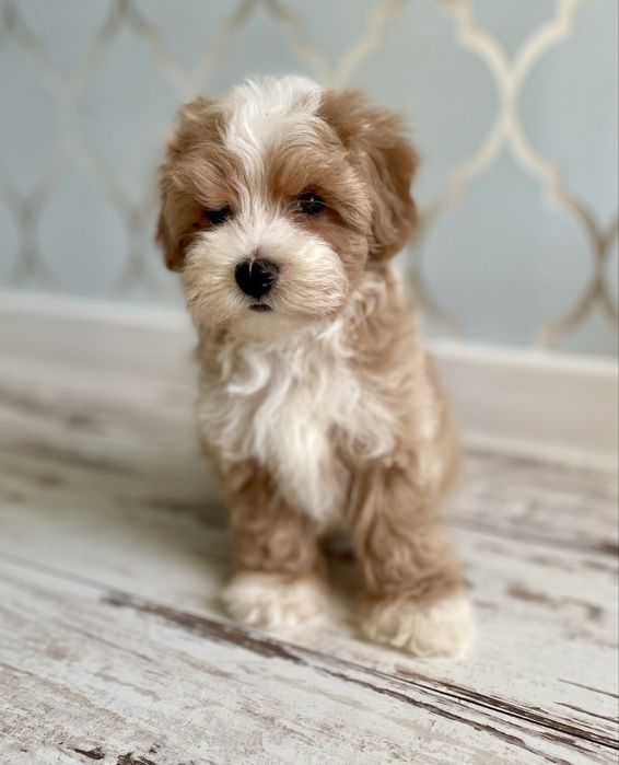 Maltipoo sunia F1