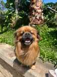 Marley - Pequinois, 2 anos