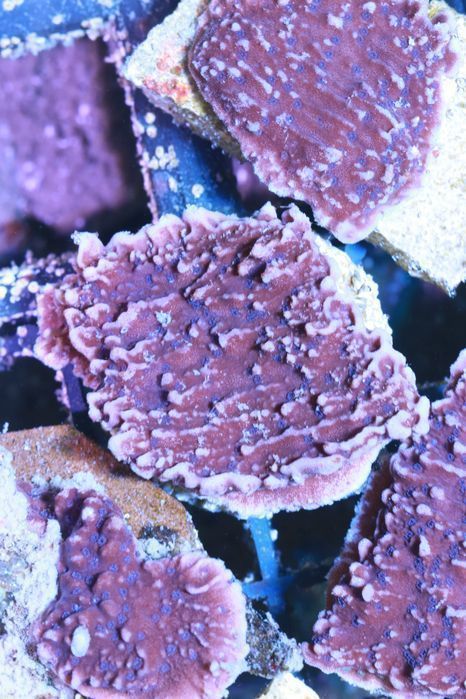 Montipora Talerzowa Granatowa Sps Koral  FLUOLAMPS.PL WYSYŁKI