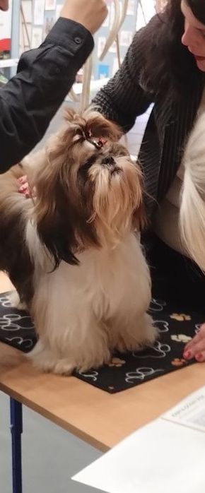 Shih tzu 100% prawdziwe rasowe cudeńka