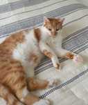 Agrest do adopcji