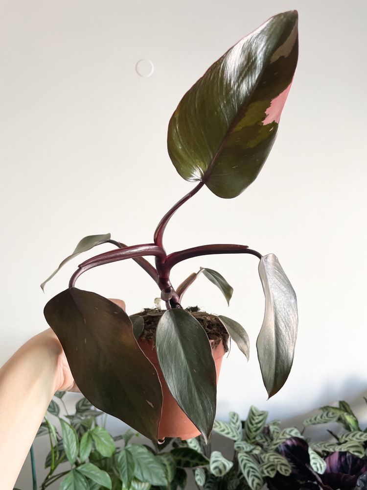 Conjunto plantas de interior
