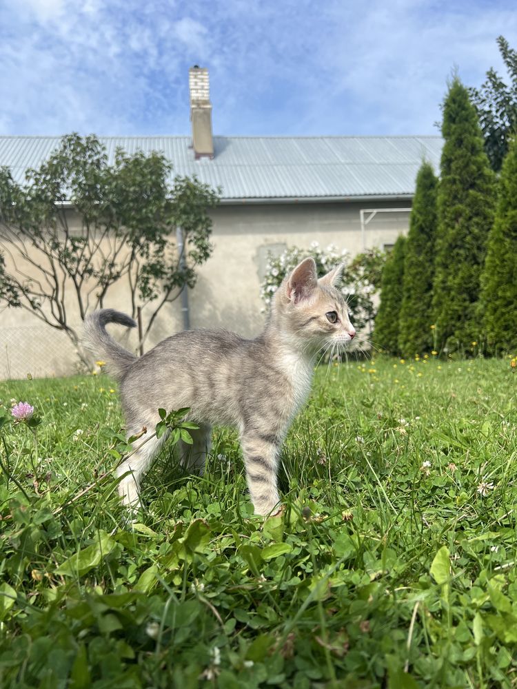 Кошеня в добрі руки