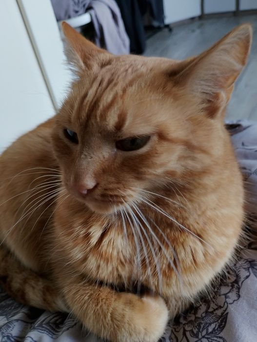 Ruda kociczka do adopcji