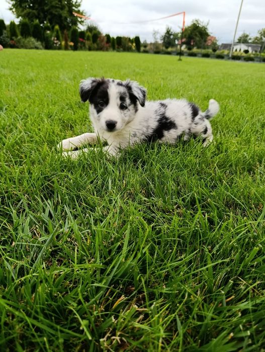 Piesek Border Collie blue merle