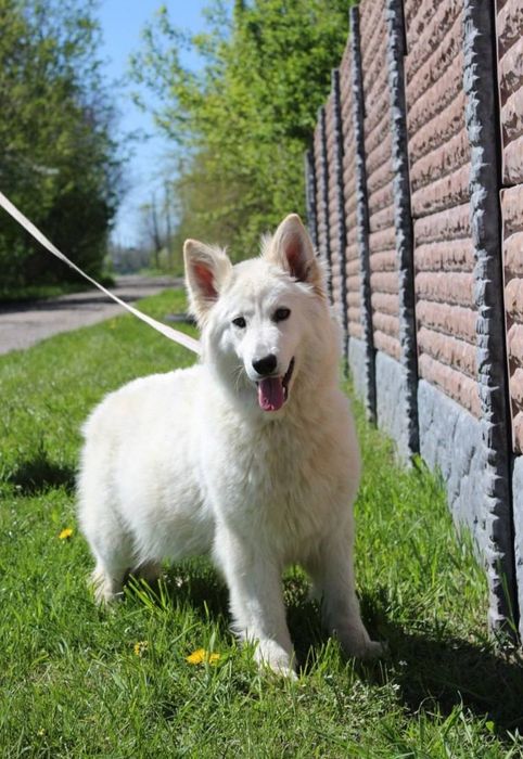 Біла швейцарська вівчарка