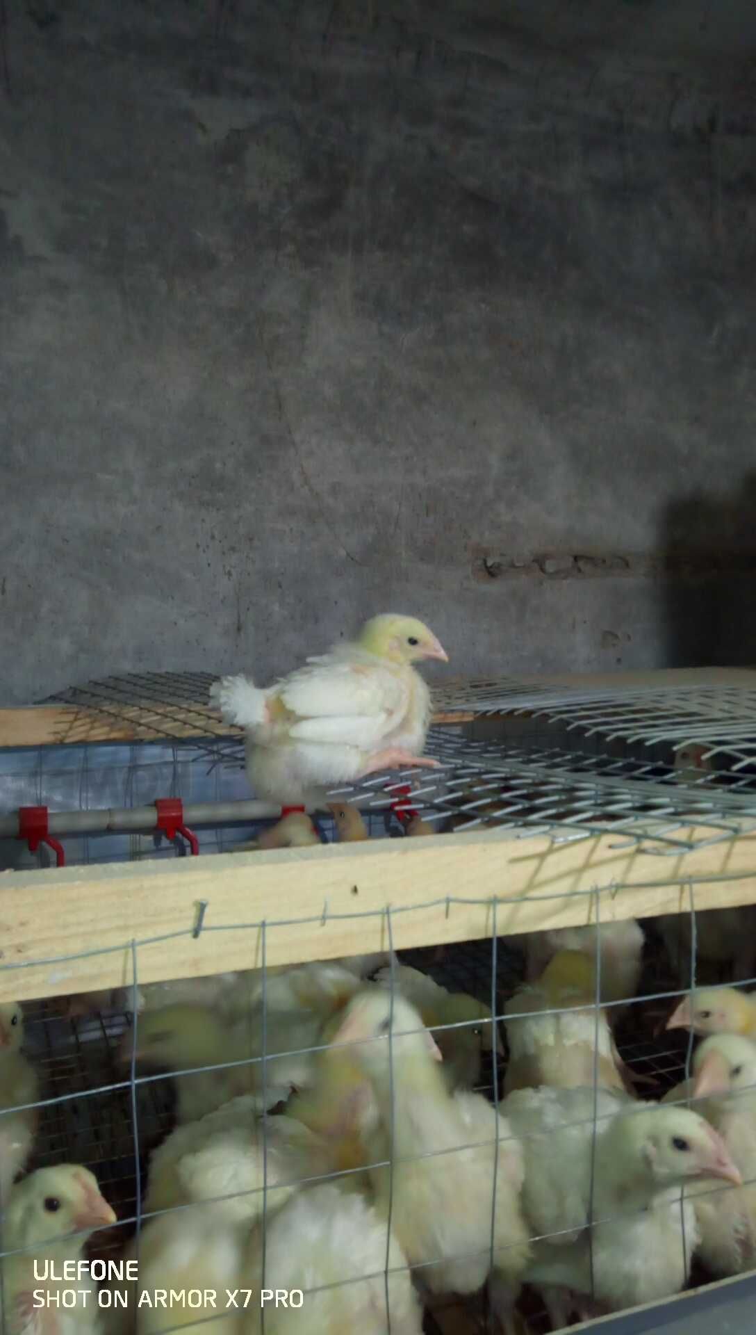 Продам підрощеного бройлера.