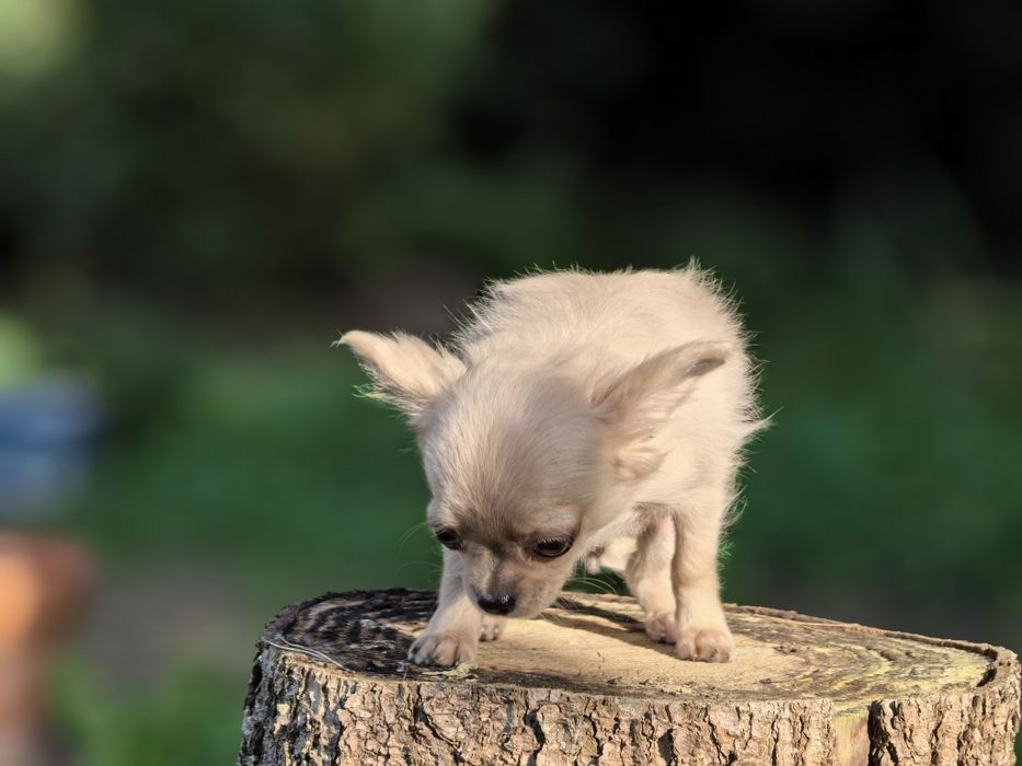 Chihuahua długowłosa - FANFAN TULIPAN