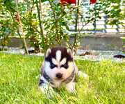 Szczeniak Siberian Husky rodowód ZKwP FCI Champion Puppy Pedigree