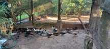 Patos várias raças