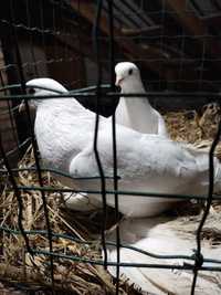 Продам пару голубей породы северокавказские