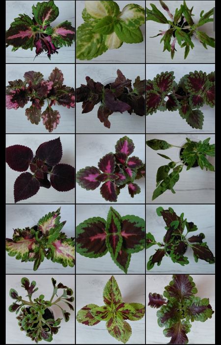 Колеус (свіжий зріз)