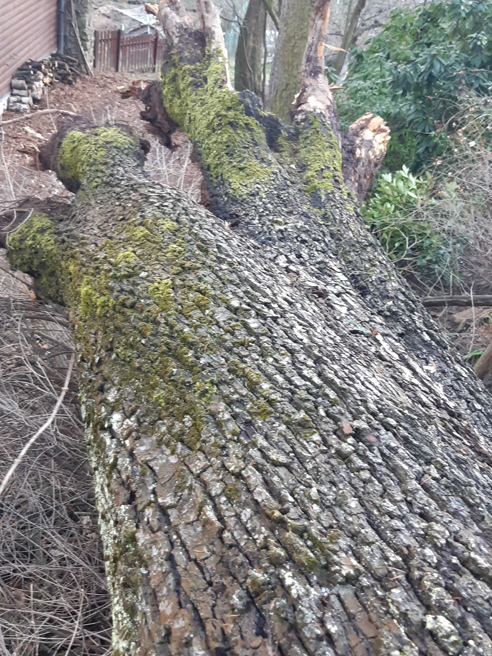 Stara grusza-wielki pień 10 m dł
