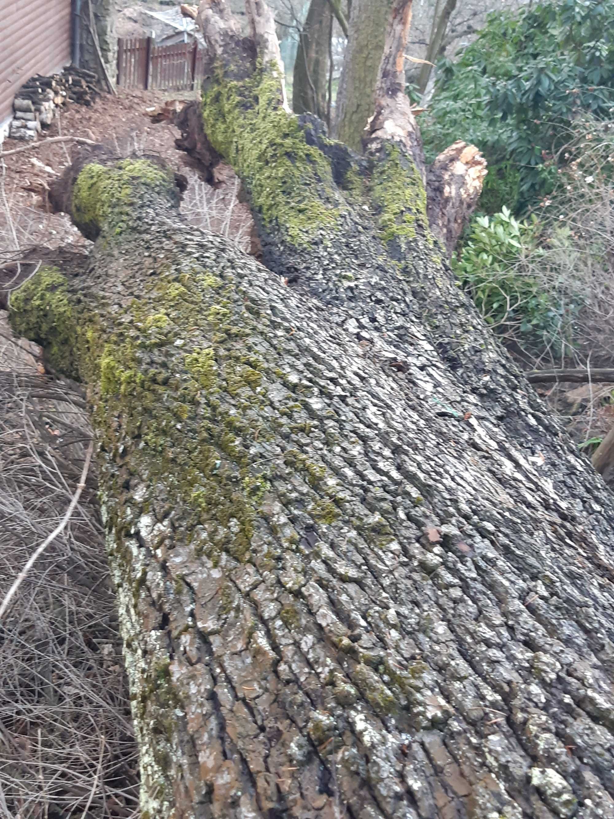 Drewno z dębu i starej dzikiej gruszy-wielki pień