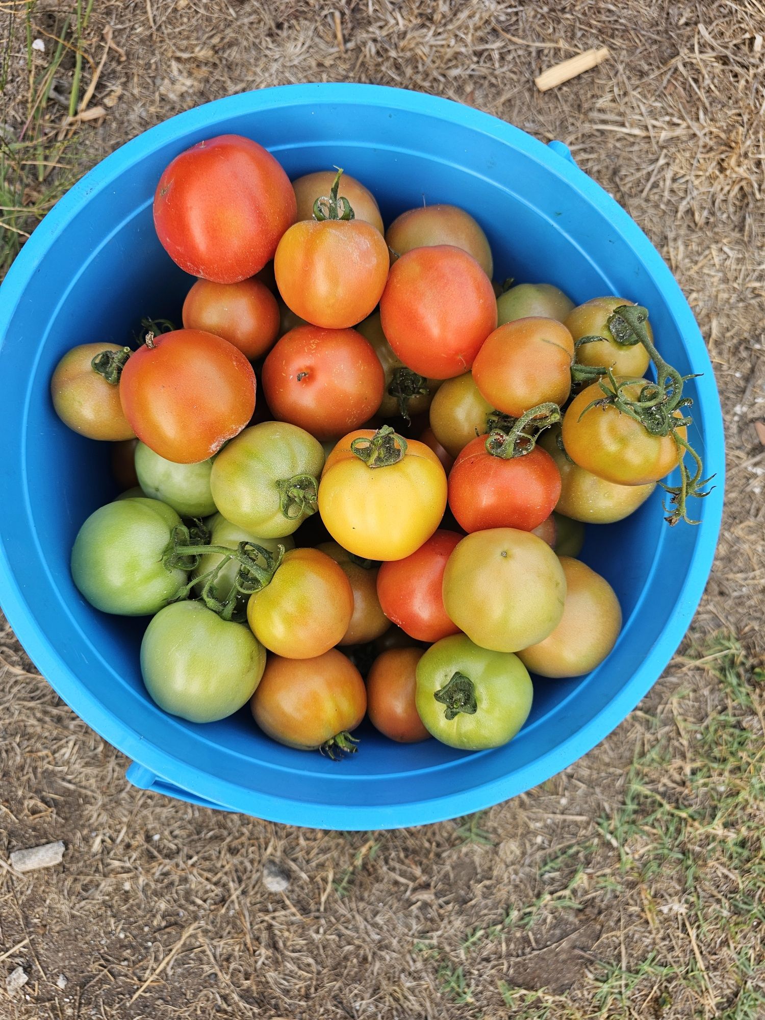 Tomate comum caseiros