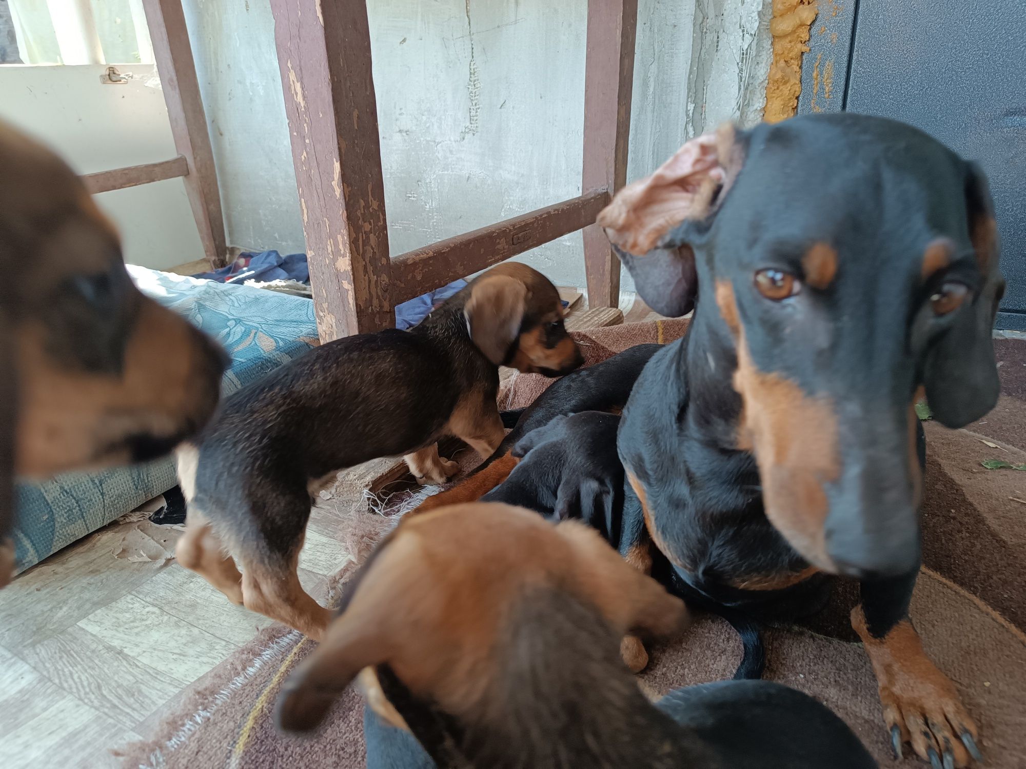 Віддам маленьких цуциків