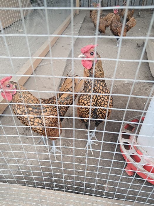 Sebrytki drob ozdobny