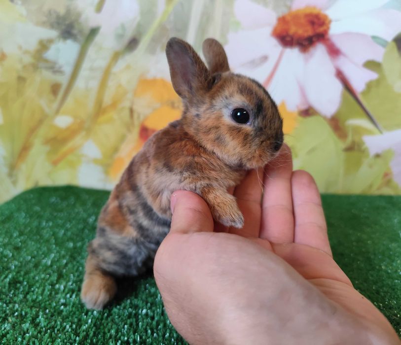 PIĘKNY Mini Rex TYGRYSEK królik miniaturka karzełek