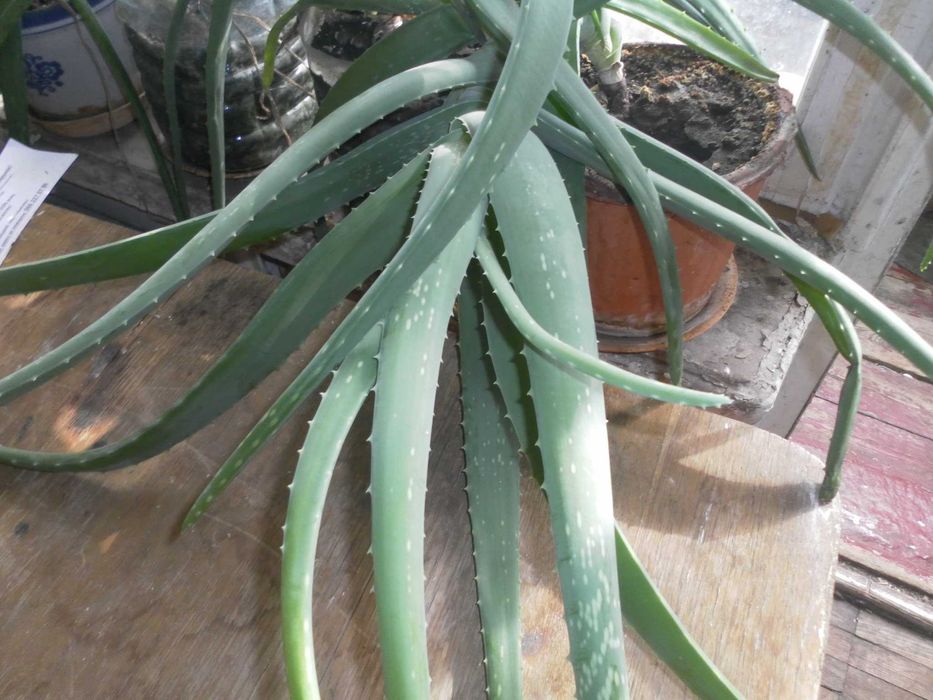 Финиковая пальма, кактусы, алое