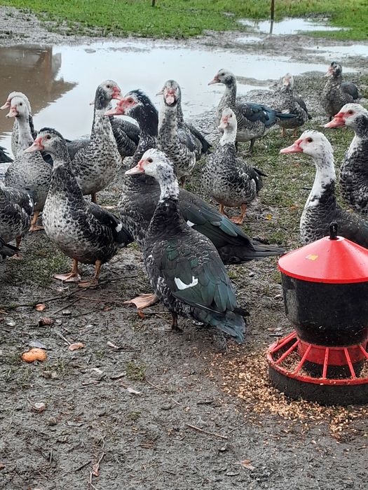 Sprzedam kaczki francuskie