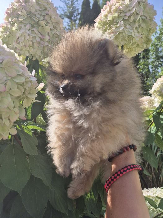 Suczka pomeranian bardzo przytulaśna