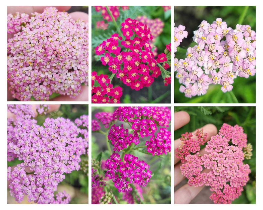 Рудбекия многолетняя махровая тысячелистник хризантемы