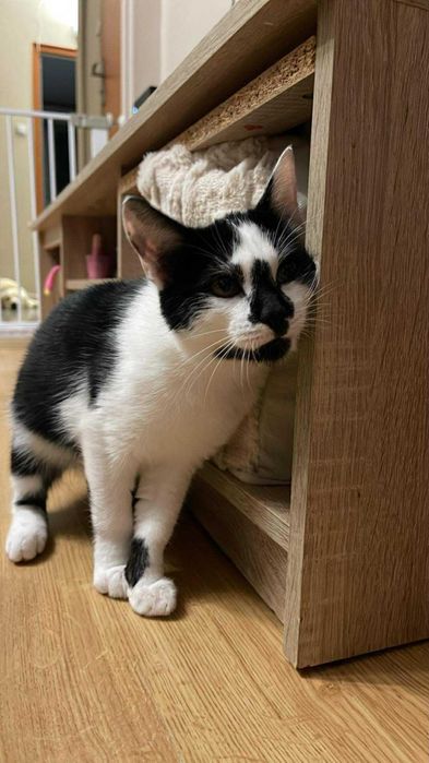 Mlody 5 miesięczny kotek do adopcji