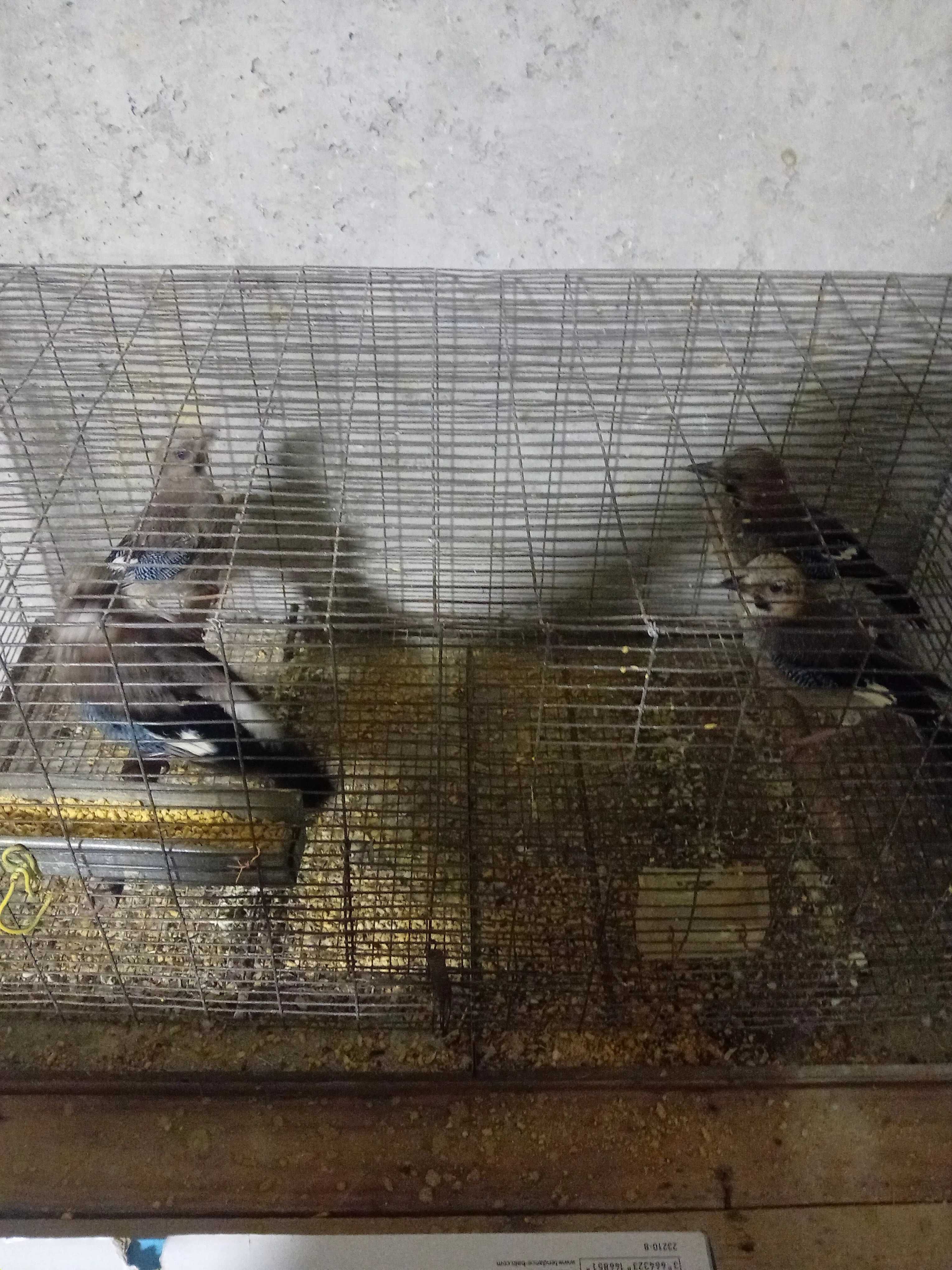 Aves para ceder ou trocar por outras aves