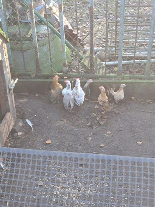 seramka  koguty kury