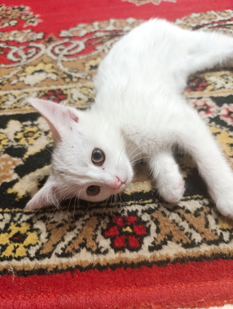 котёнок, 2-3 месяцев