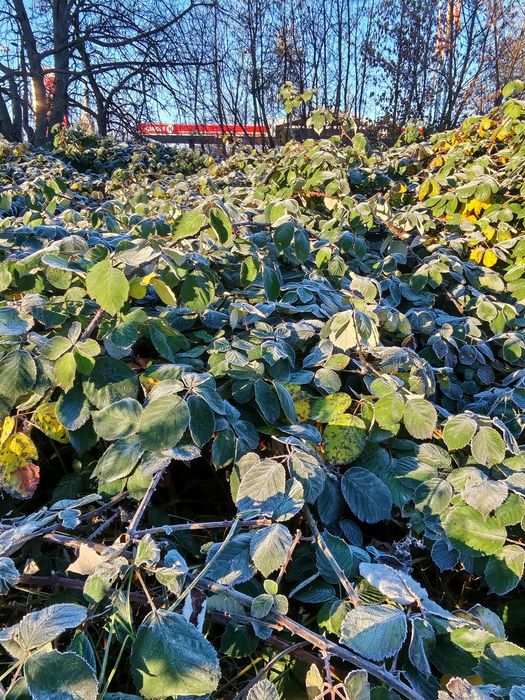 Zestaw pokarmu dla patyczaków