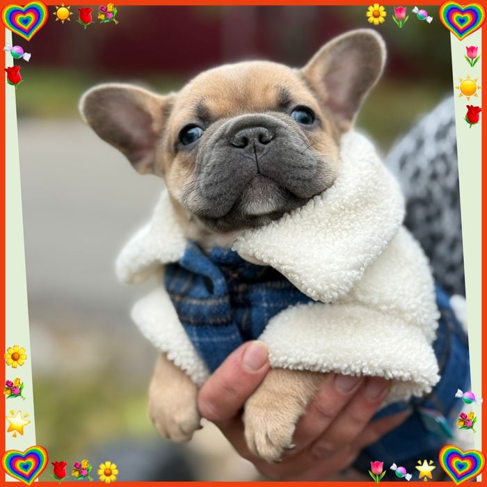 Прекрасне цуценя