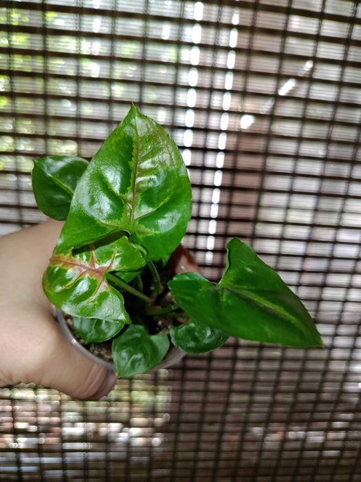 Сингониум набор 200 грн