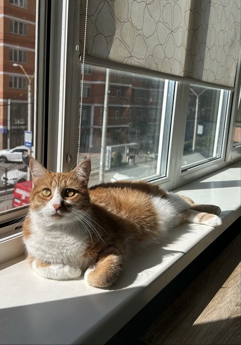 Красивый рыжий кот ищет семью