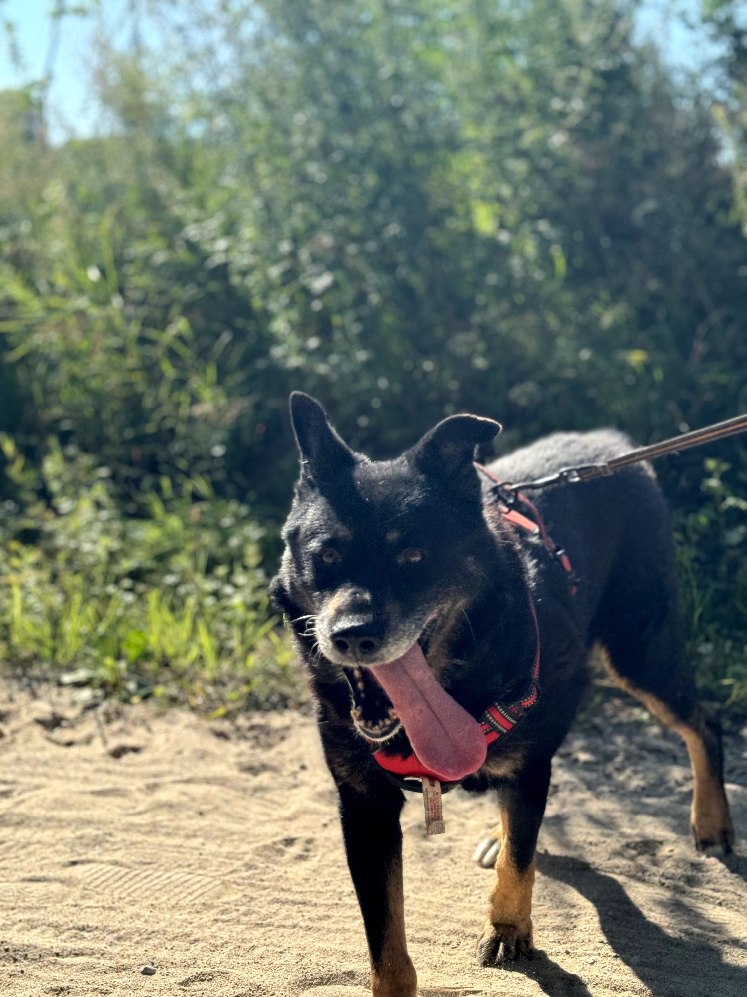 Berry - do adopcji