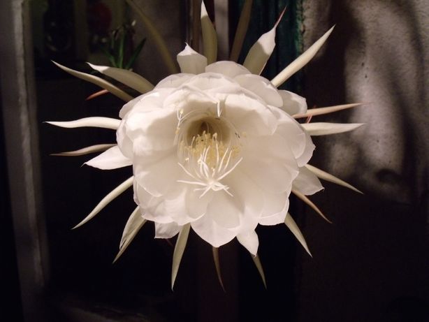 Rainha da Noite/Kadupul/Ephiphyllum Oxypetallum/A flor + cara do mundo