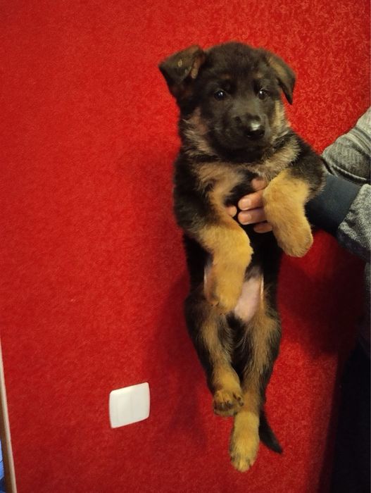 Продам цуценят Німецької вівчарки