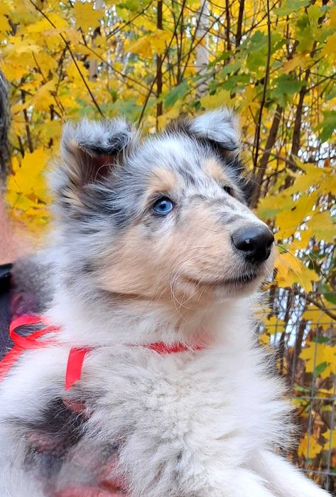 *Gotowa do odbioru*Ostatnia Blue merle Owczarek Szkocki Collie -suczka