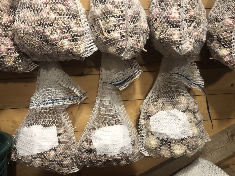 Czosnek Harnaś. Mała rodzinna plantacja. Ekologiczny różne rozmiary