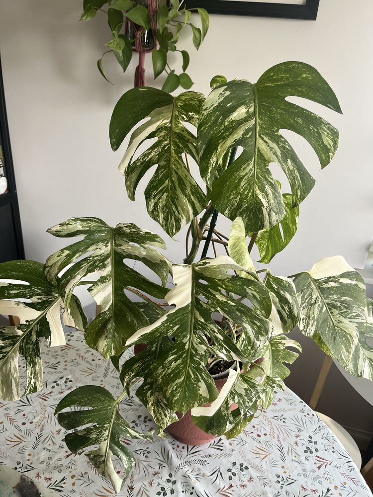 Monstera Variegata