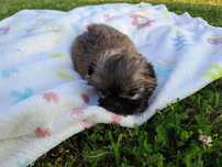Shih-tzu mała sunia