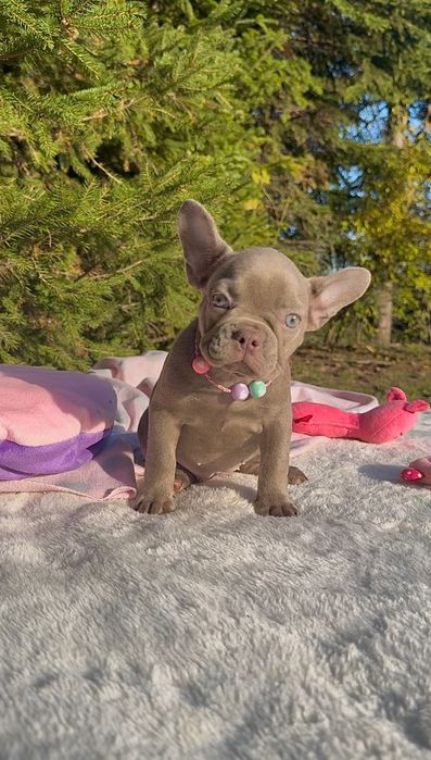 Buldog Francuski dziewczynka New shade Isabella
