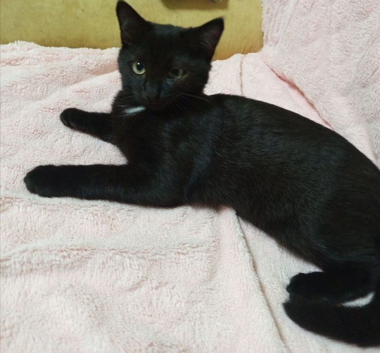 Чорний малюк із великим серцем чекає на свій дім