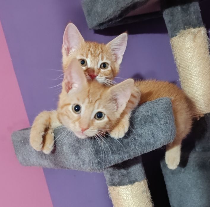 Piękne małe kocurki kociaczki do adopcji od zaraz