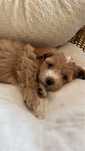 Maltipoo f1 malutka sunia, badania