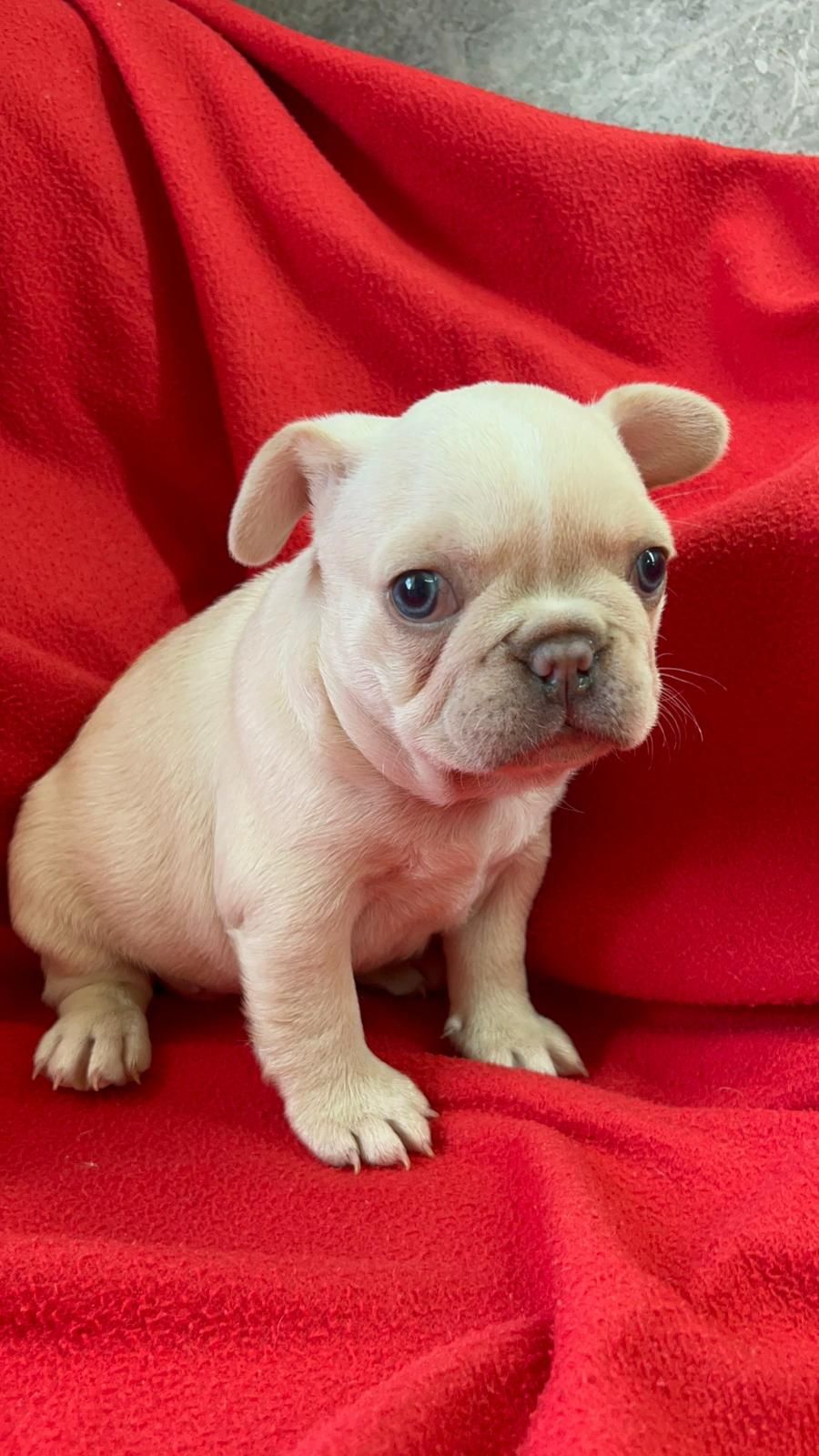 Bulldog Francês Fêmea Platinium. Olhos azuis. Um espetáculo!