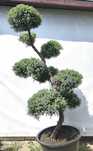 Bonsai Niwaki Jałowiec Holger